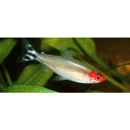 Zwinnik czerwonousty, rodostomus zwinnik